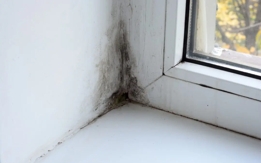 prevent mold growth