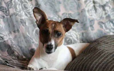 4 Home Improvement Projects for Your Pets