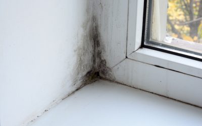 5 Tips to Prevent Mold Growth in the Home