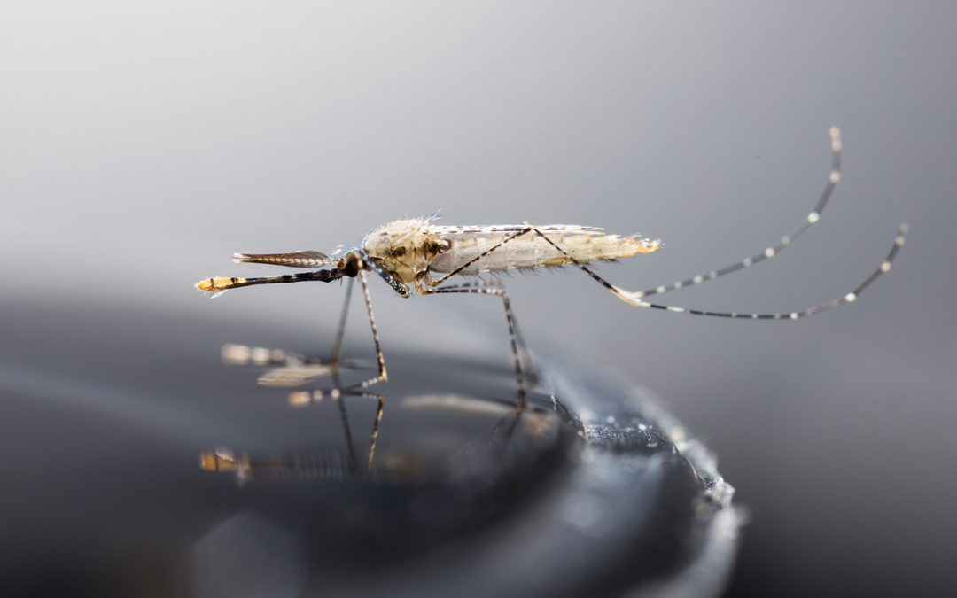 5 Ways to Keep Mosquitoes Off Your Property