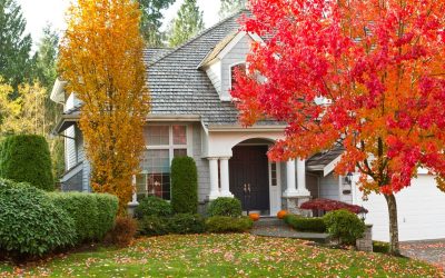 6 Tips for Tree Maintenance at Home