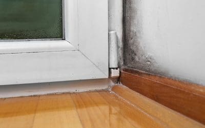 How to Safely Get Rid of Mold in Your Home